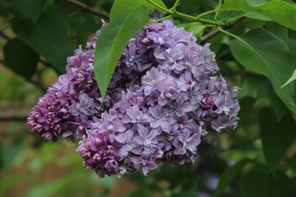 Сирень обыкновенная (Syringa vulgaris). Сирень обыкновенная Syringa vulgaris "Nadezhda". Сирень обыкновенная "Nadeshda. Сирень особенности