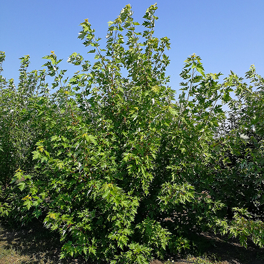 Клен сахарный (серебристый)